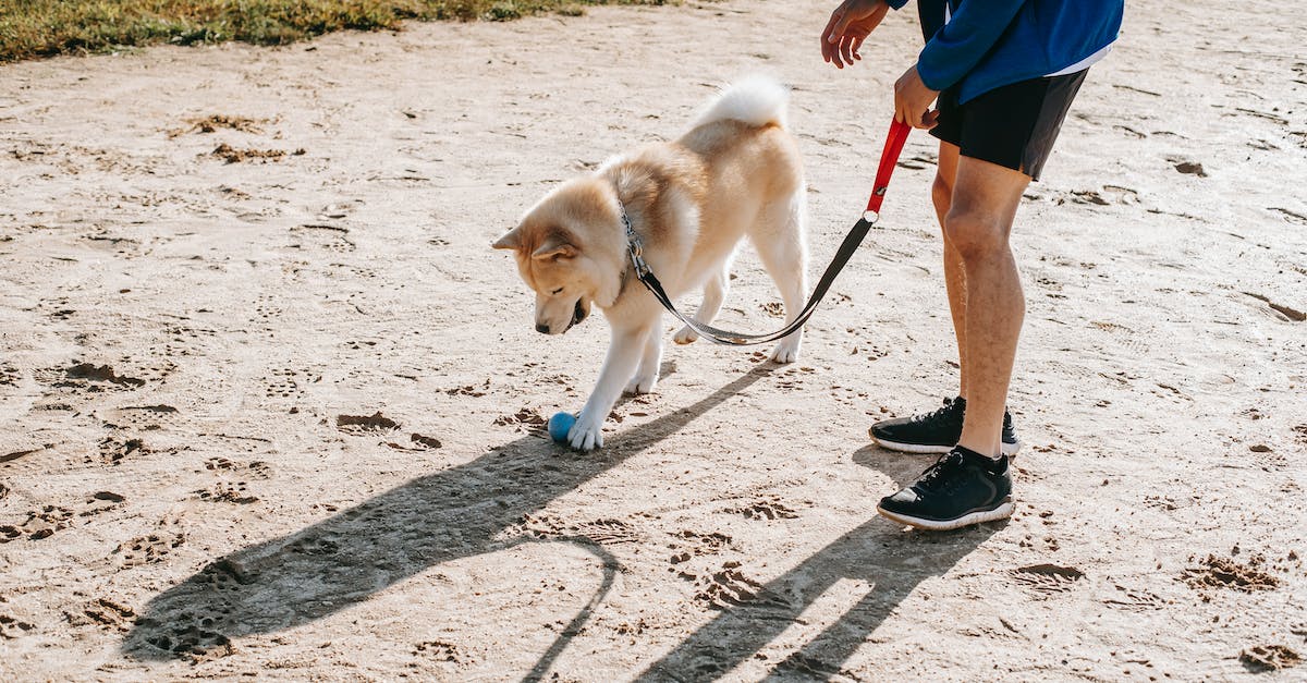 10 dicas eficazes para lidar com cães que resistem às coleiras: Um guia completo para donos de pets!