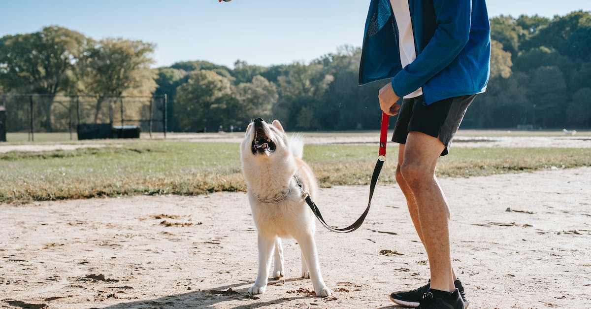 Tornando a caminhada com seu pet mais segura e agradável: 8 dicas para acostumá-lo com a coleira e guia