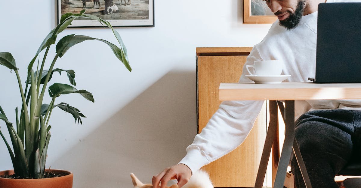 Descubra os paraísos caninos em apartamentos: os 8 melhores lugares para levar seu cão dar uma volta!