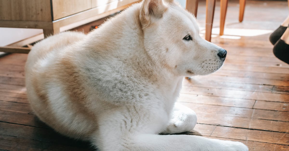 Silêncio em apartamentos: 8 dicas para ensinar seu animal de estimação a não latir!