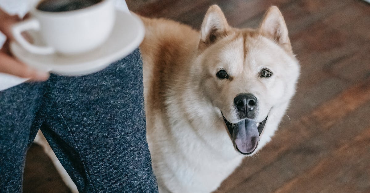Tudo o que você precisa saber para escolher a ração ideal para cães em apartamentos
