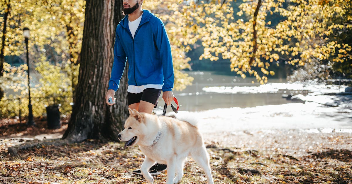 Tudo o que você precisa saber para manter as patas do seu cão limpas e saudáveis após a caminhada