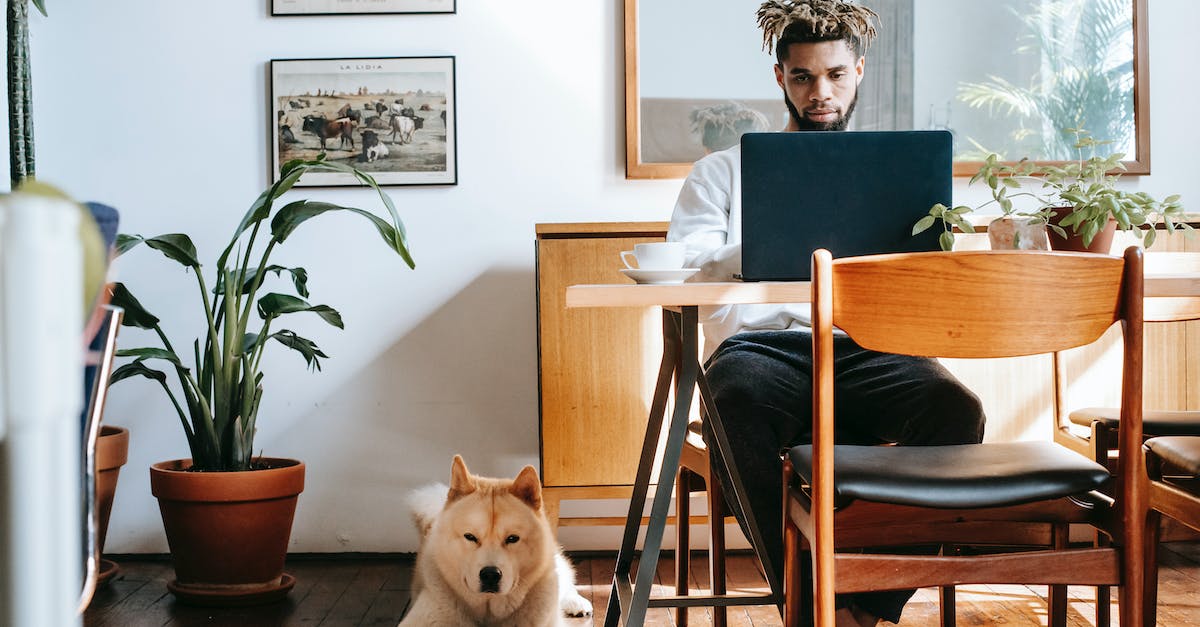 8 dicas infalíveis para divertir seu cão em dias chuvosos dentro do apartamento