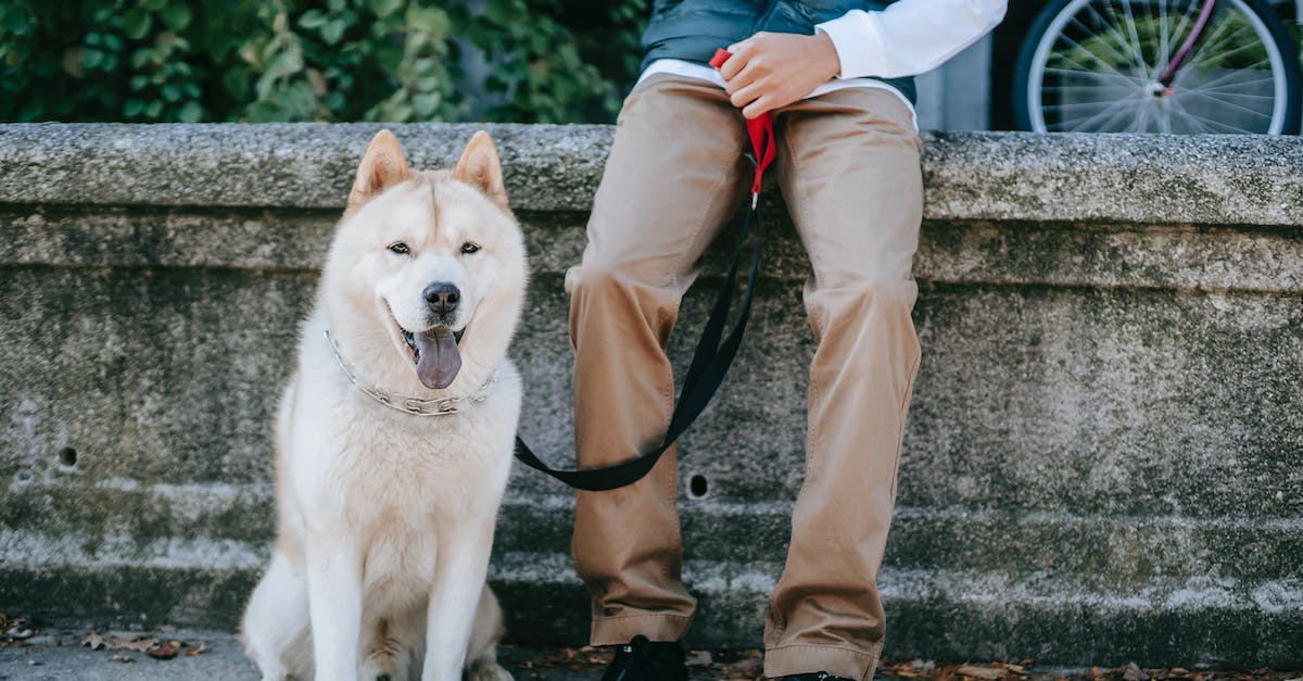 Descubra como as coleiras e guias para pets podem trazer mais segurança e conforto para o seu melhor amigo!