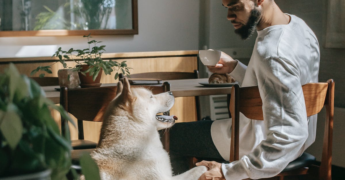 7 segredos revelados para ensinar seu cão a parar de roer móveis e objetos em casa!
