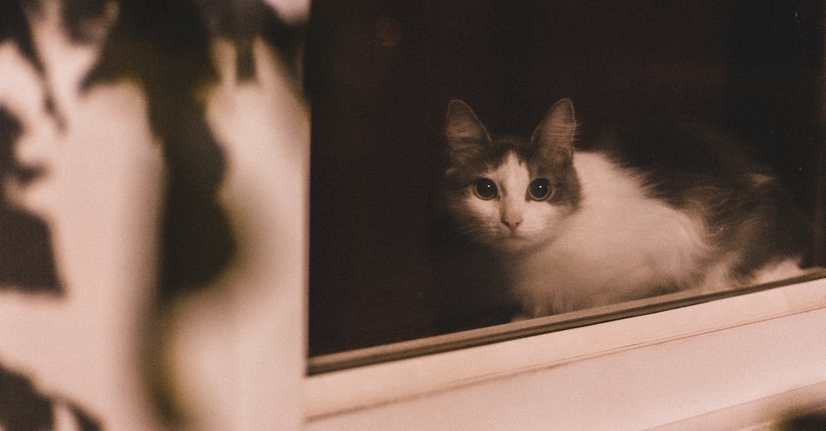 5 Dicas Infalíveis para Ensinar seu Gato a Ser Silencioso em Apartamentos