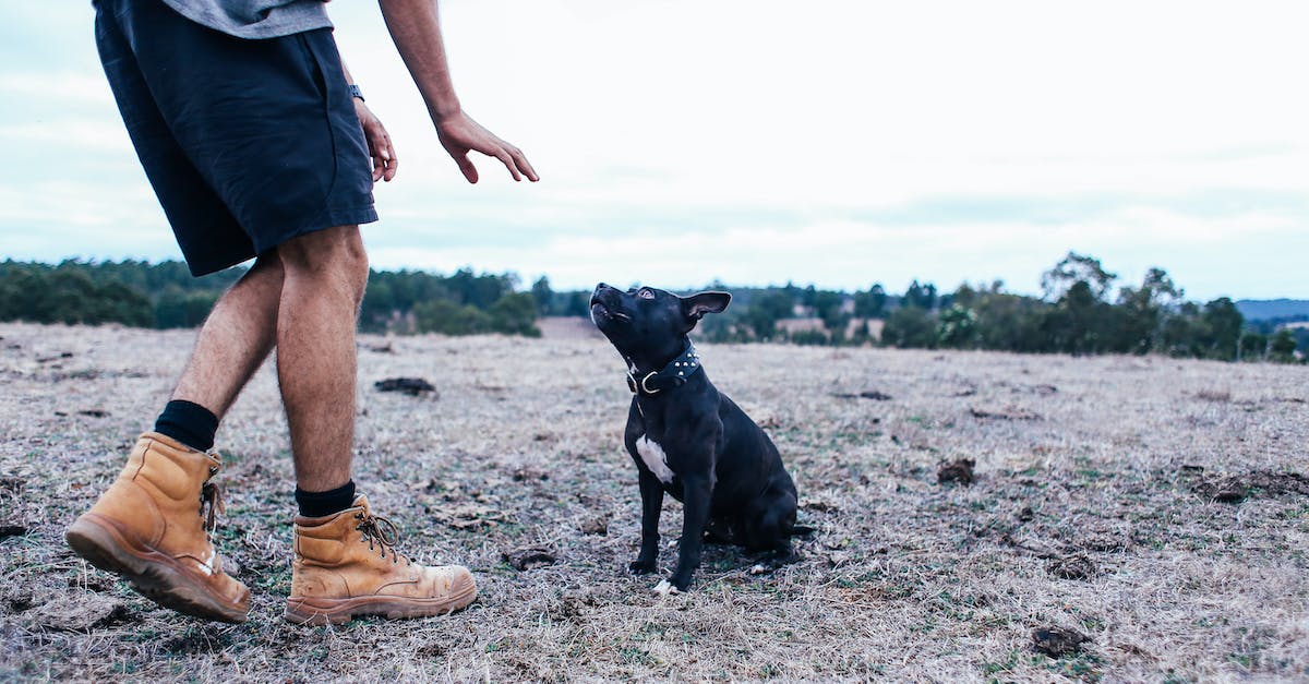 Domine a arte do adestramento: 8 truques incríveis para ensinar ao seu cão!