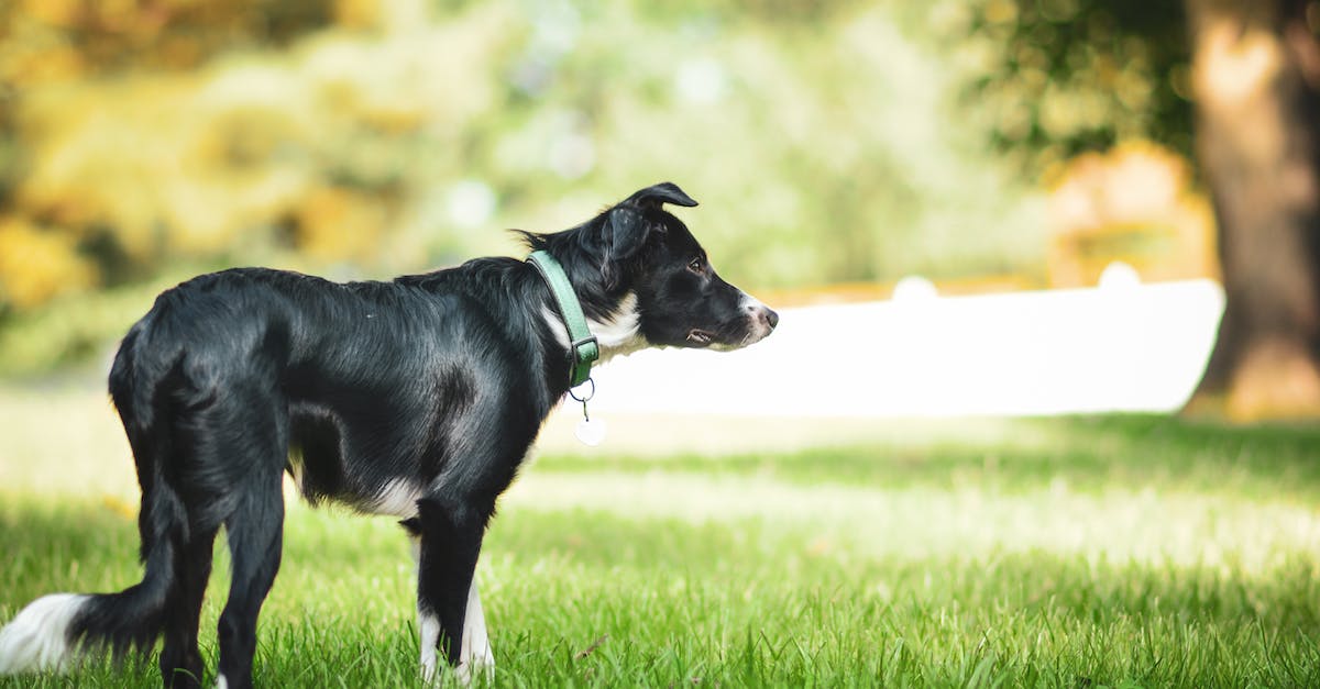 Guia completo: Escolhendo a coleira perfeita para o seu cão em 8 passos simples.