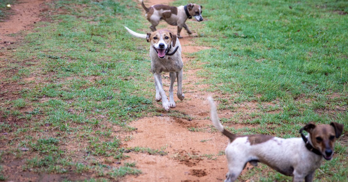 Conheça as 8 raças de cães com focinho curto mais adoráveis e suas características únicas!