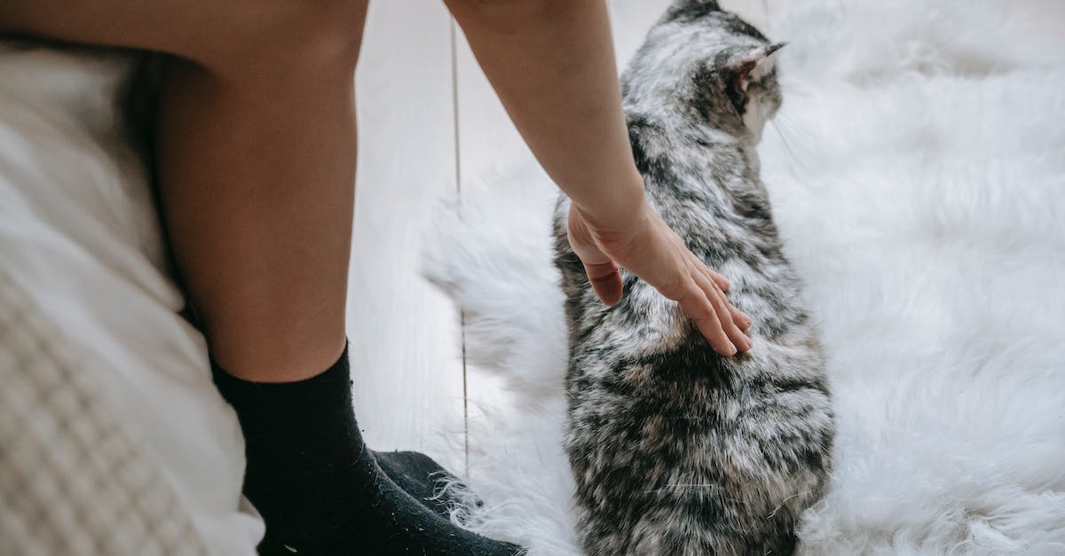 Descubra as 8 melhores raças de gatos para apartamentos: companheiros perfeitos para espaços reduzidos”.