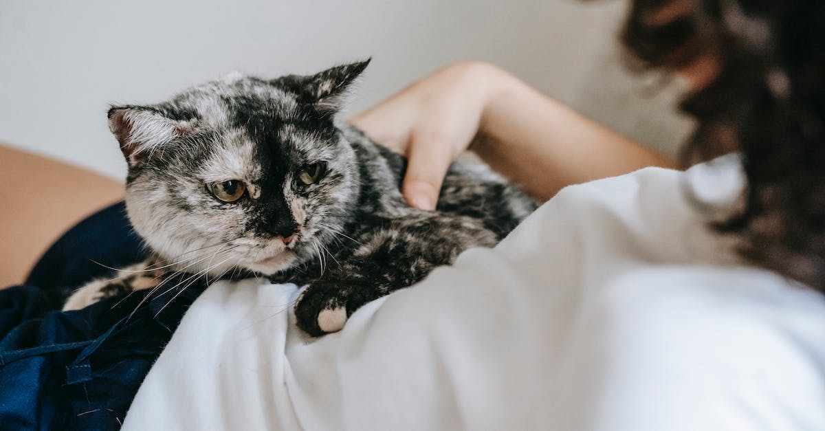 Guia completo: Descubra os Melhores Alimentos para Gatos em Apartamentos!