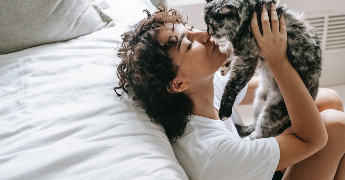 Técnicas infalíveis para acalmar animais de estimação assustados em apartamentos