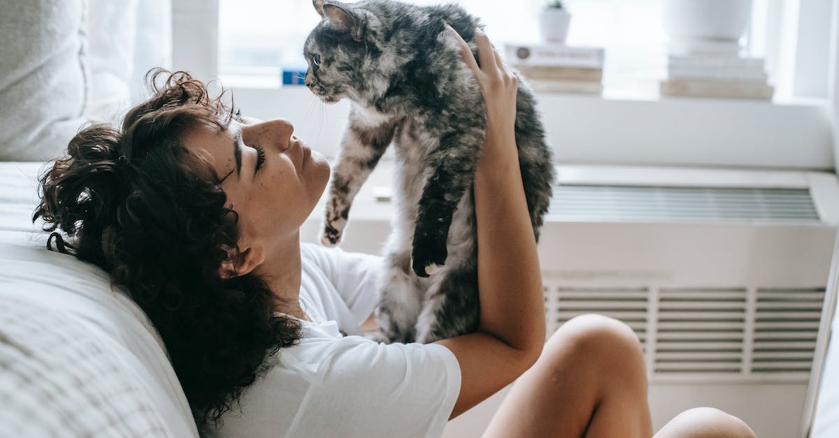 10 dicas incríveis para manter a rotina de exercícios do seu gato em apartamento pequeno