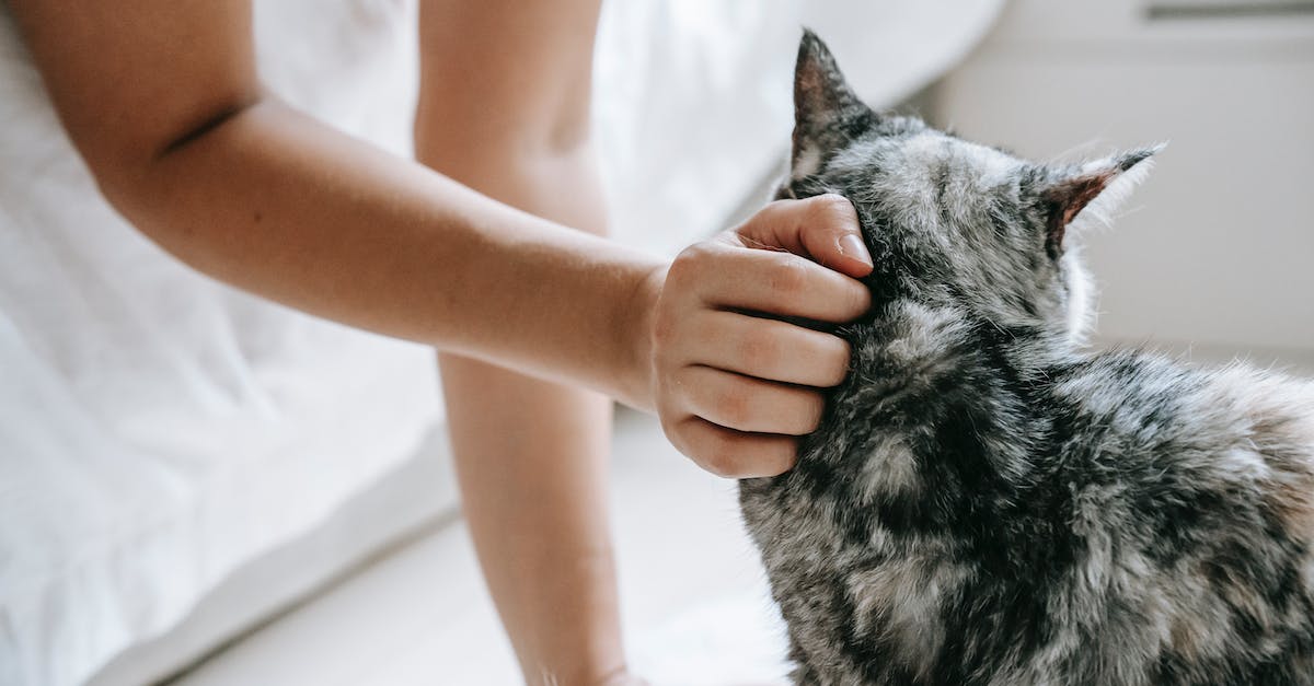 7 ideias criativas para entreter seu gato em apartamentos pequenos”.