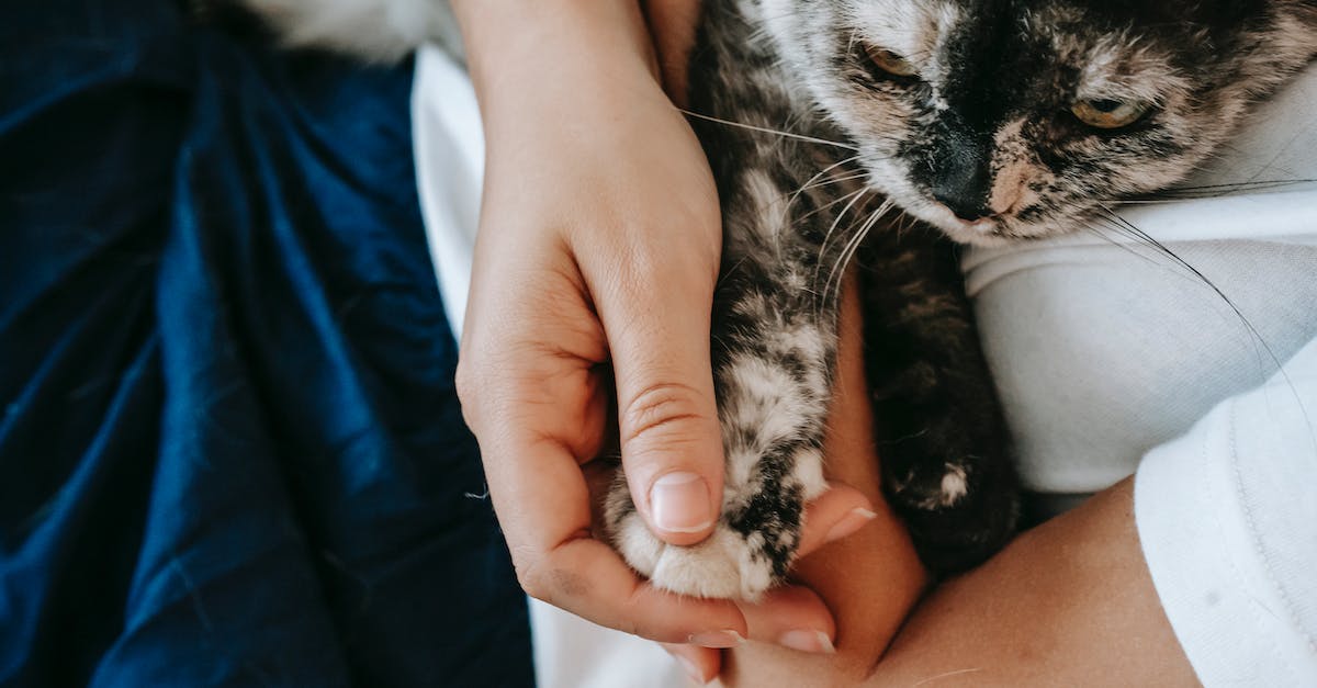 Tudo o que você precisa saber para criar seu gato em um apartamento feliz e saudável: dicas práticas e cuidados essenciais