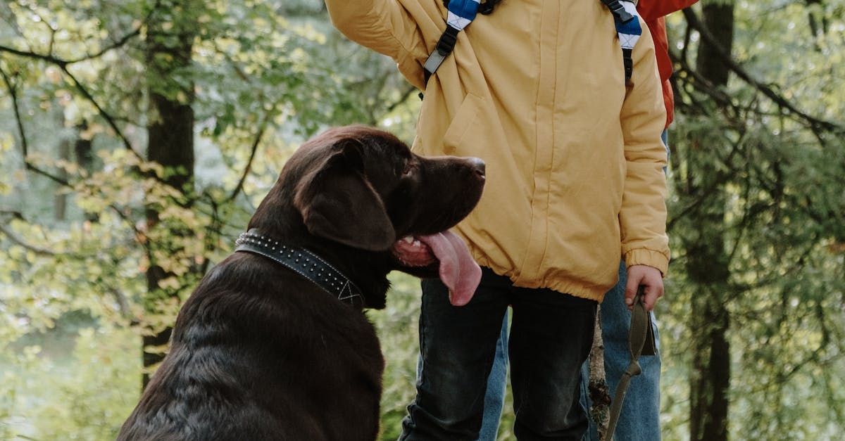 Torne a vida do seu cão idoso mais confortável e feliz com esses 8 acessórios incríveis!