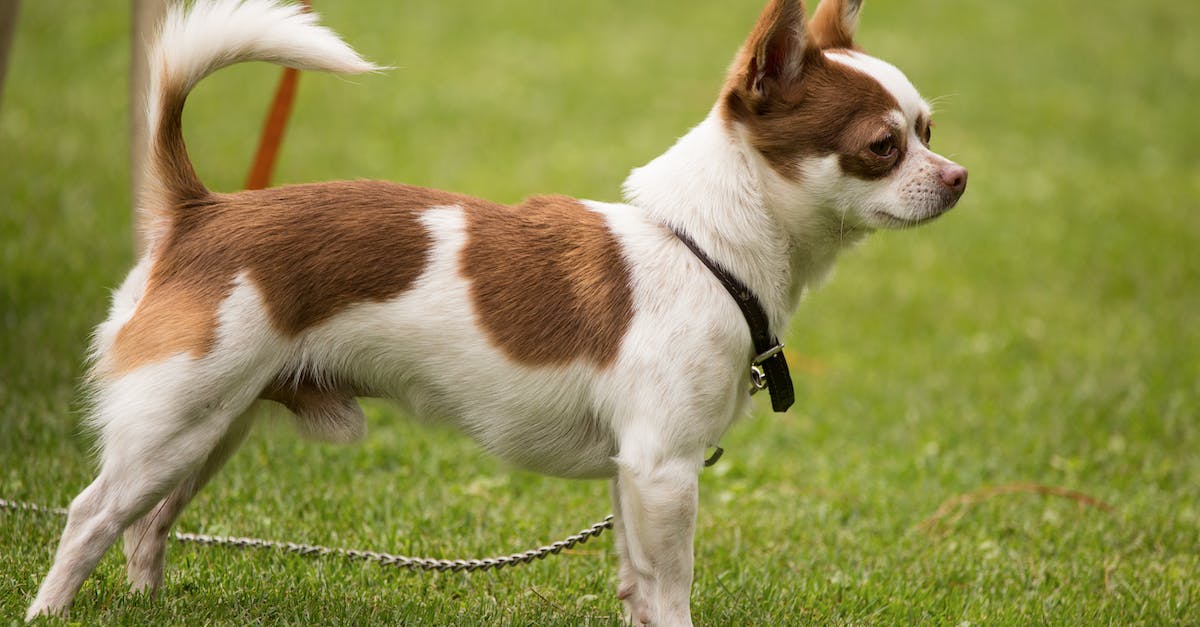 Descubra as 8 raças de cães de caça menores perfeitas para companhia e atividades ao ar livre!