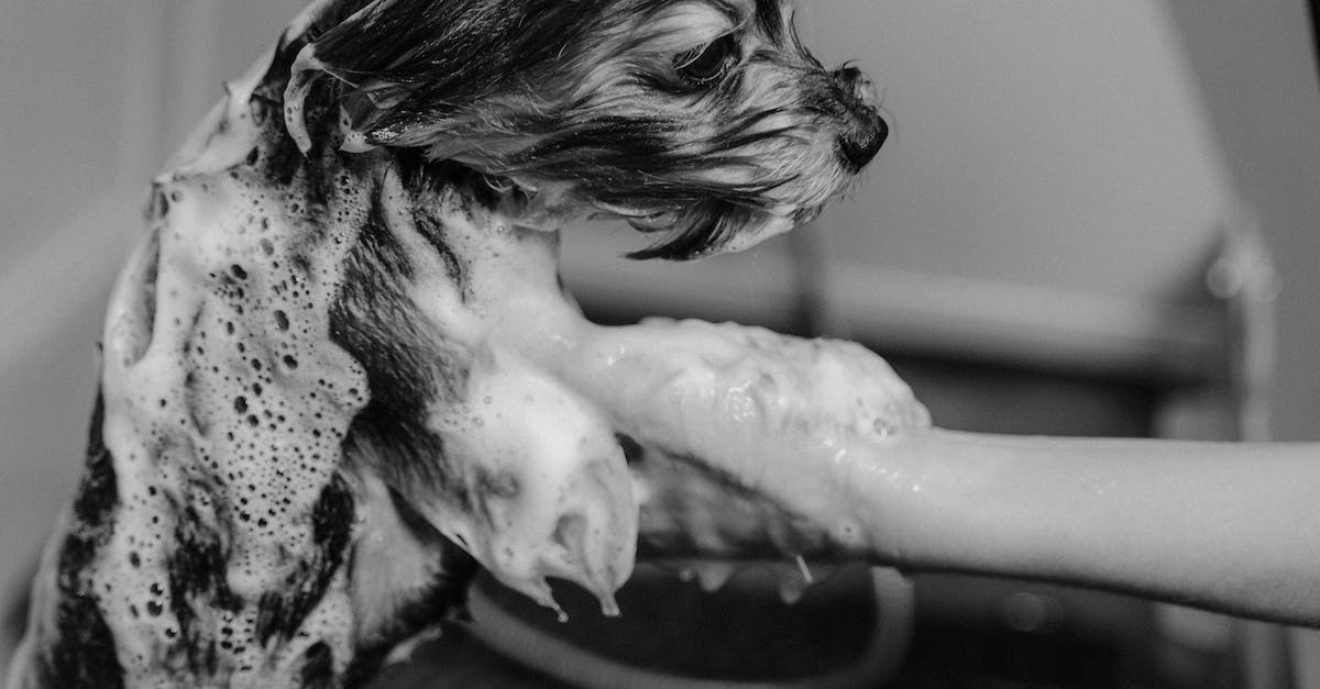 Guia completo: como escolher o shampoo ideal para o seu pet em 8 passos simples
