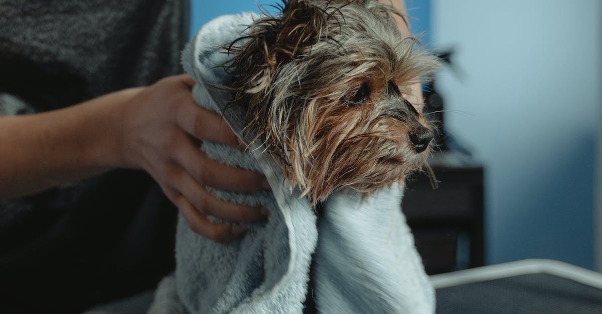 Guia completo: 8 passos para manter a higiene do seu cão impecável