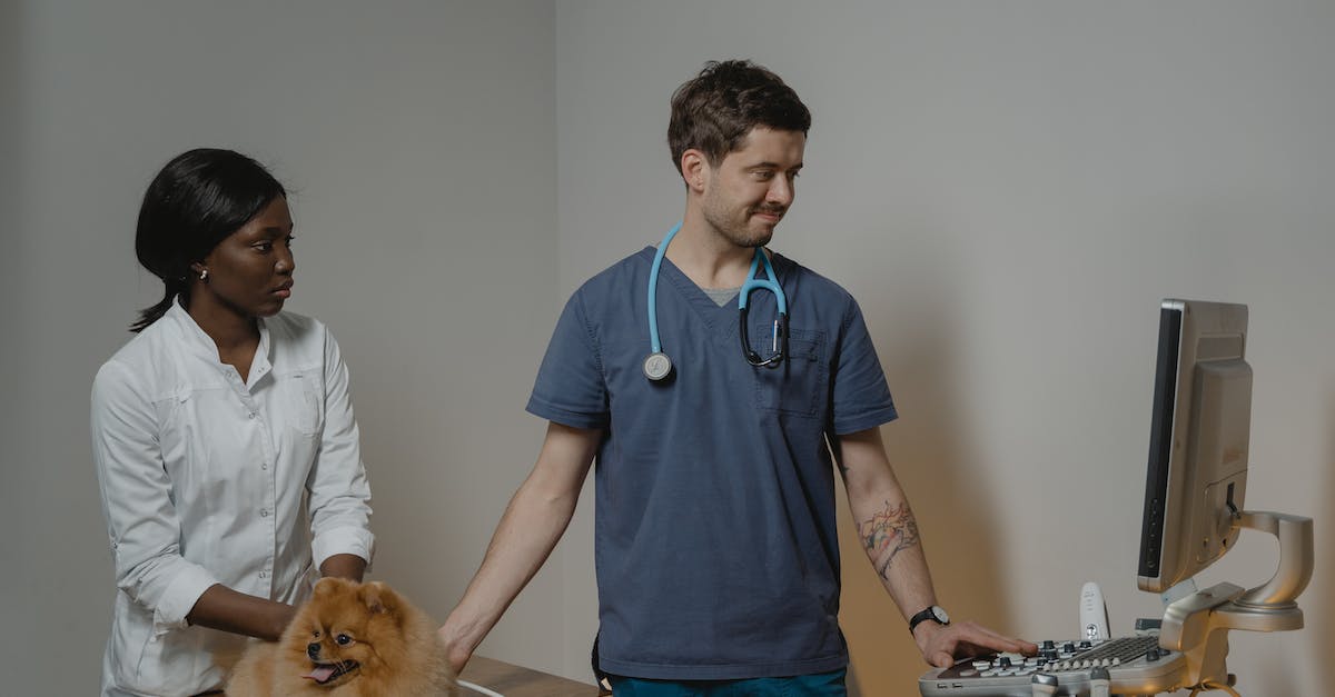 7 maneiras eficazes de acalmar cães com medo de ir ao veterinário