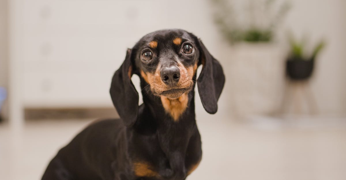Guia completo: aprenda como cuidar das orelhas do seu cão em casa”.