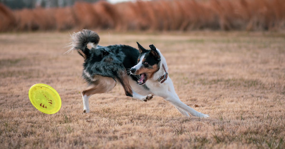 Descubra as 8 melhores raças de cães para se destacar em Agility: Guia completo para iniciantes”.