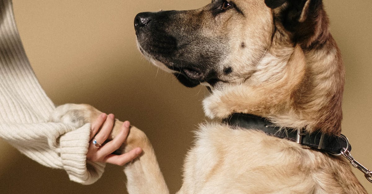 Guia completo: escolhendo o tapete higiênico perfeito para seu cão em 8 passos