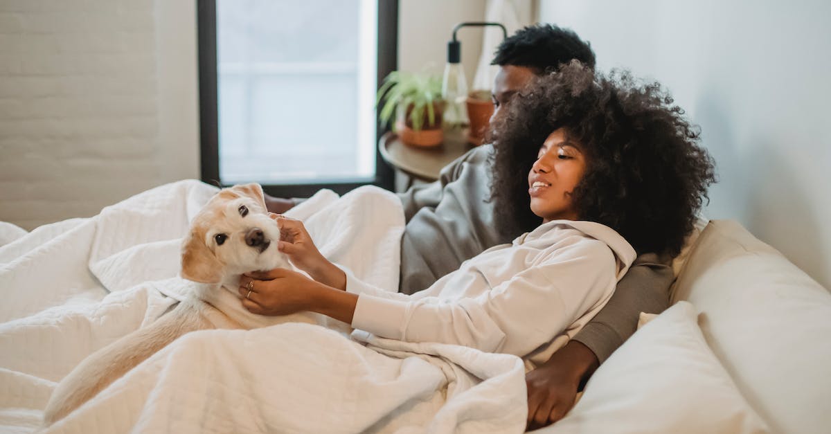 Descubra as 8 raças de cães mais amigáveis e companheiras para ter em família”.