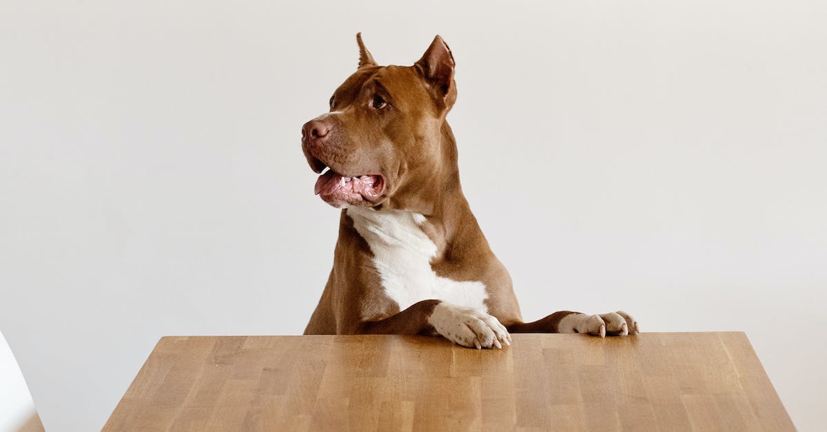 8 Raças de Cães de Origem Americana que Você Precisa Conhecer Agora Mesmo!