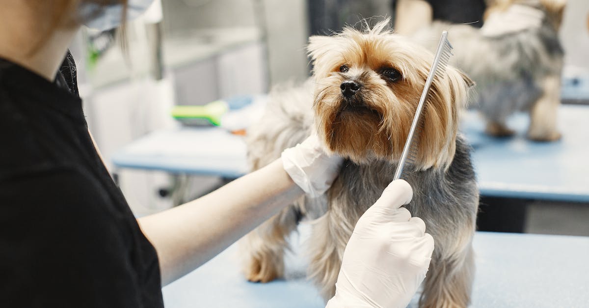 9 dicas essenciais para encontrar a hospedagem perfeita para o seu cãozinho