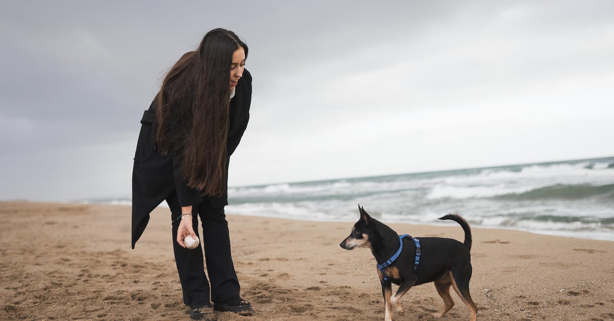 Torne seu cão uma estrela! 8 dicas incríveis para ensinar truques divertidos e impressionar seus amigos.