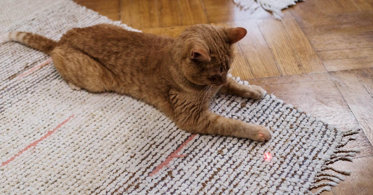 Guia completo: Encontre a coleira perfeita para seu felino em apartamentos