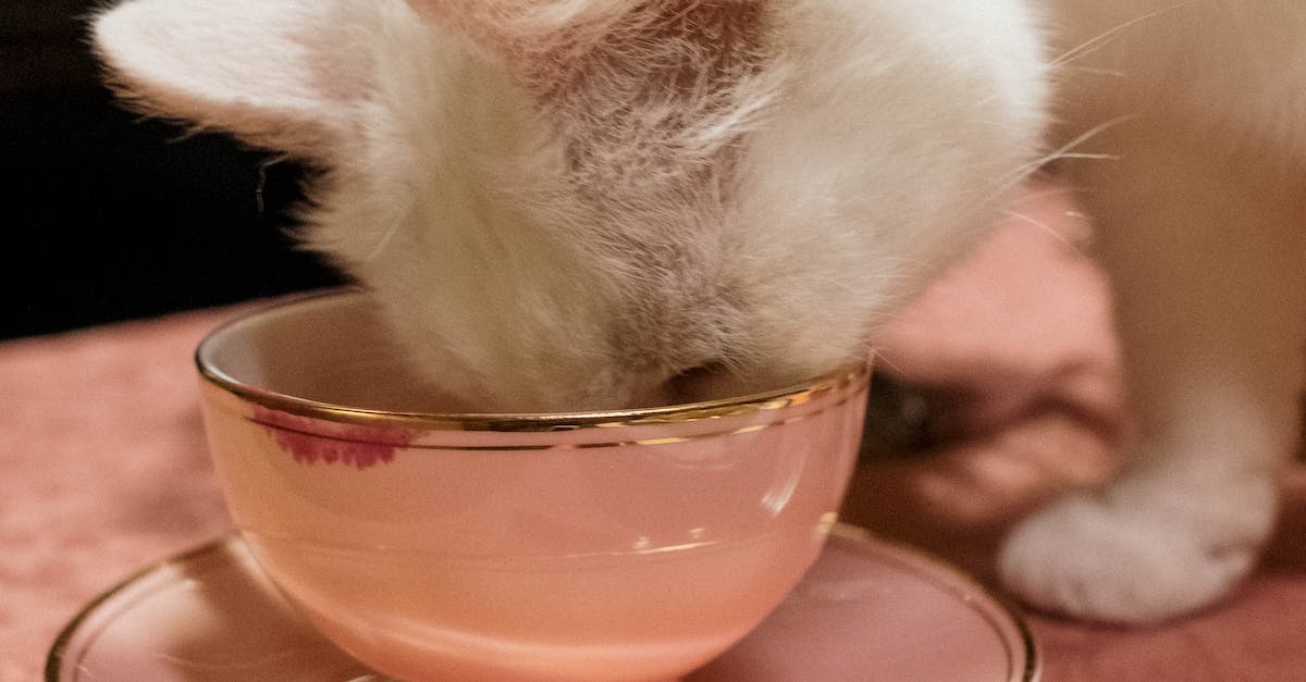 Guia completo: Como escolher a ração ideal para gatos que vivem em apartamentos