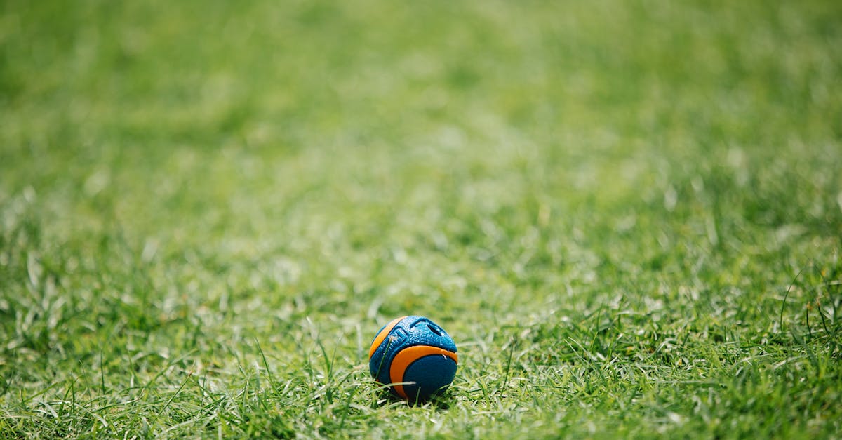 Guia completo: como escolher o brinquedo perfeito para o seu amado pet