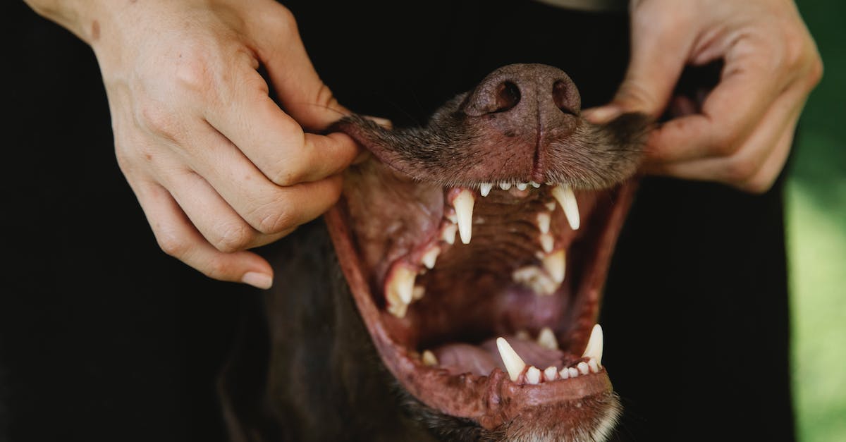 Tudo o que você precisa saber sobre higiene bucal canina: Guia completo de como escovar os dentes do seu cão”.
