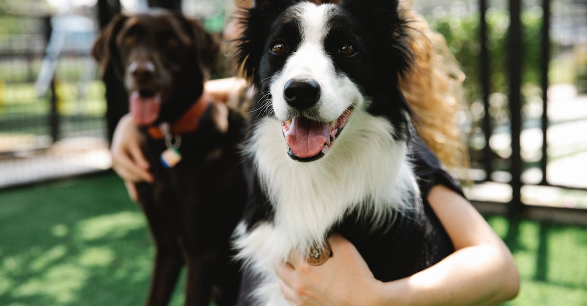 Conheça as 8 raças de cães extremamente leais que farão qualquer coisa por seus donos