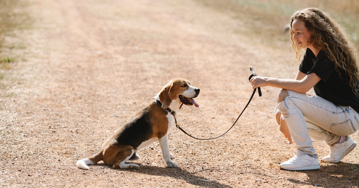 8 passos essenciais para ensinar seu cão a caminhar tranquilamente na coleira: um guia completo!