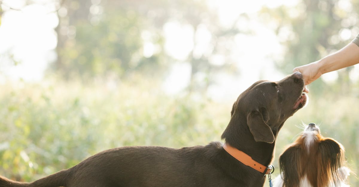 Descubra os 8 melhores alimentos naturais para manter seu pet saudável e feliz!
