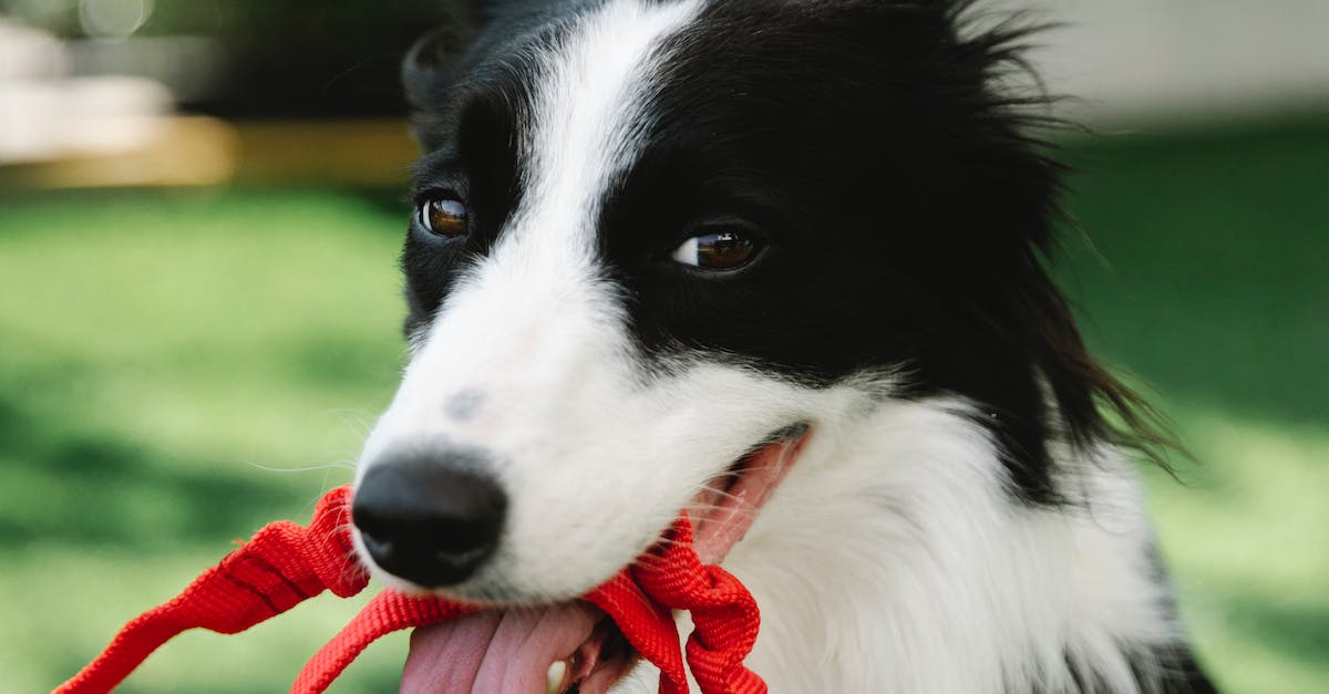 7 dicas infalíveis para fazer seu cão amar viajar de carro!