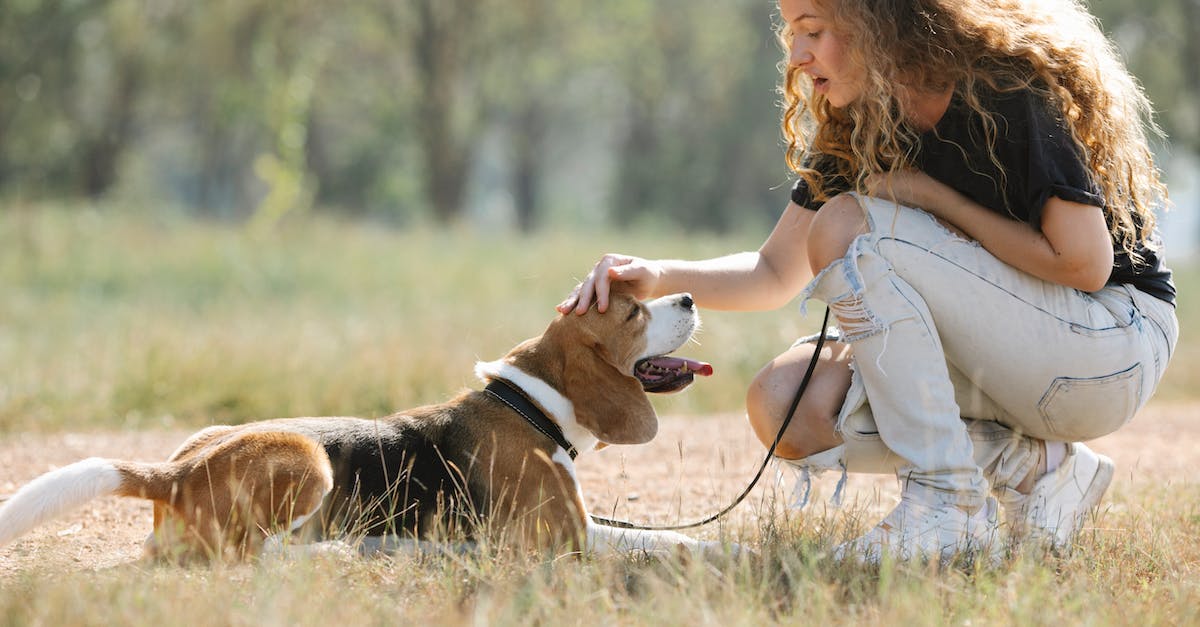 Guia completo: Como fazer seu cachorro se sentir em casa em um novo ambiente