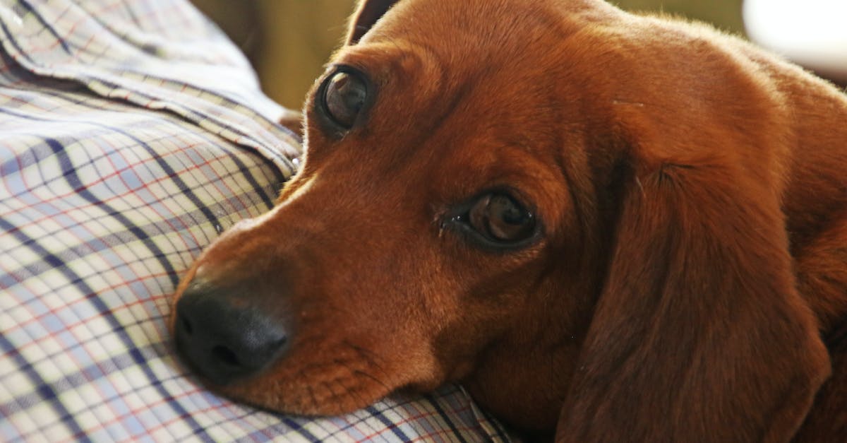 Descubra as 8 raças de cães com orelhas caídas mais adoráveis e como cuidar delas corretamente!