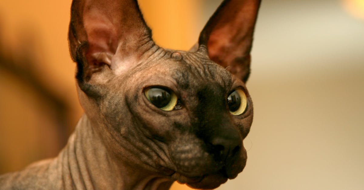 Descubra as 8 raças de gatos sem pelos mais fascinantes e únicas do mundo animal!