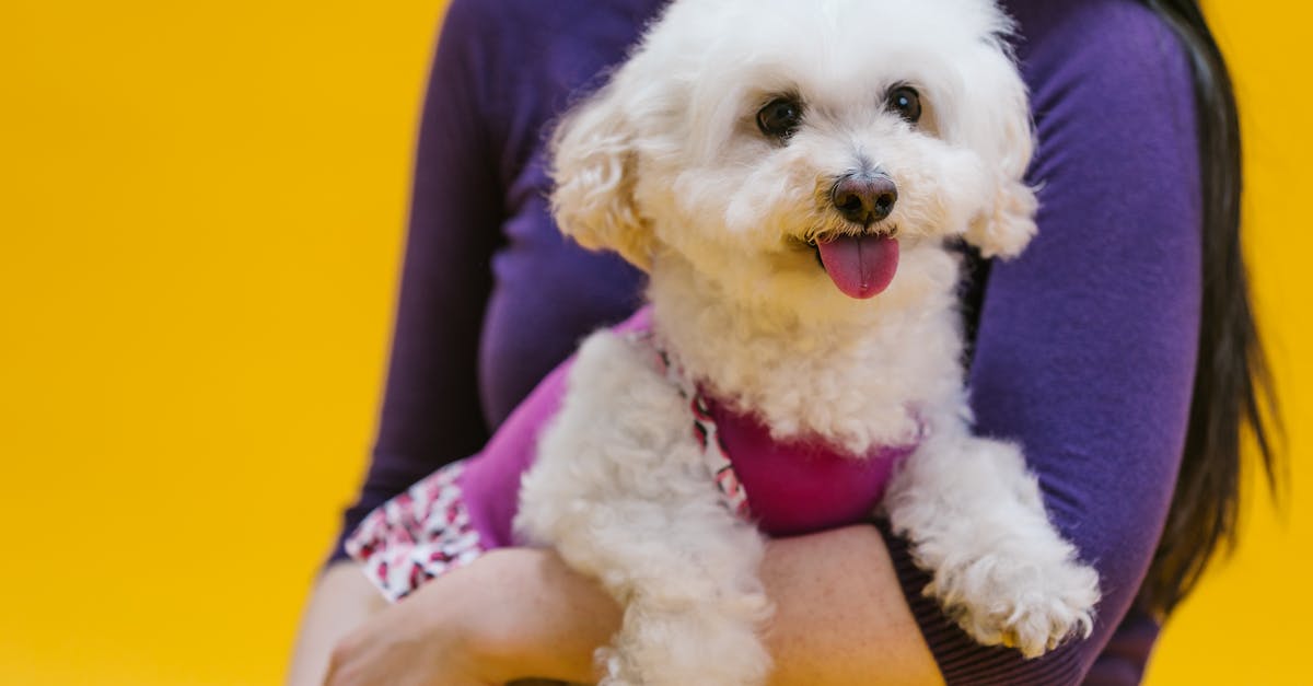 Descubra tudo sobre a raça de cães Poodle: origem, características, cuidados, curiosidades e muito mais!