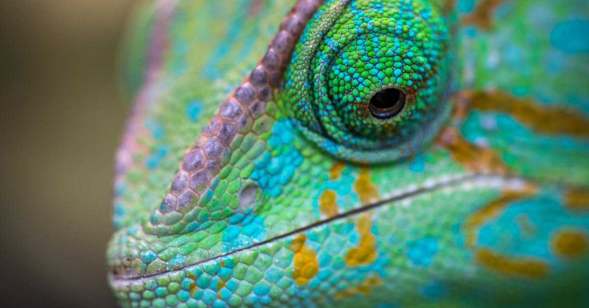 Descubra os animais de estimação exóticos mais fascinantes e surpreendentes do mundo: guia completo de cuidados, curiosidades e curiosidades sobre esses bichinhos incomuns.