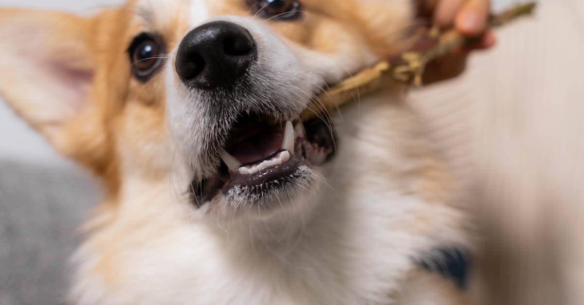 Tudo o que você precisa saber para acabar com o hábito de roer unhas em cães: Dicas e estratégias infalíveis.