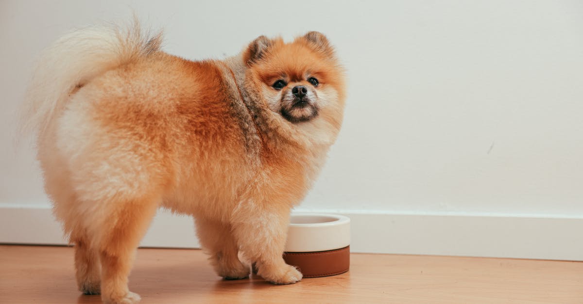 Descubra o bebedouro perfeito para seu companheiro de quatro patas: um guia completo de escolha e cuidados.