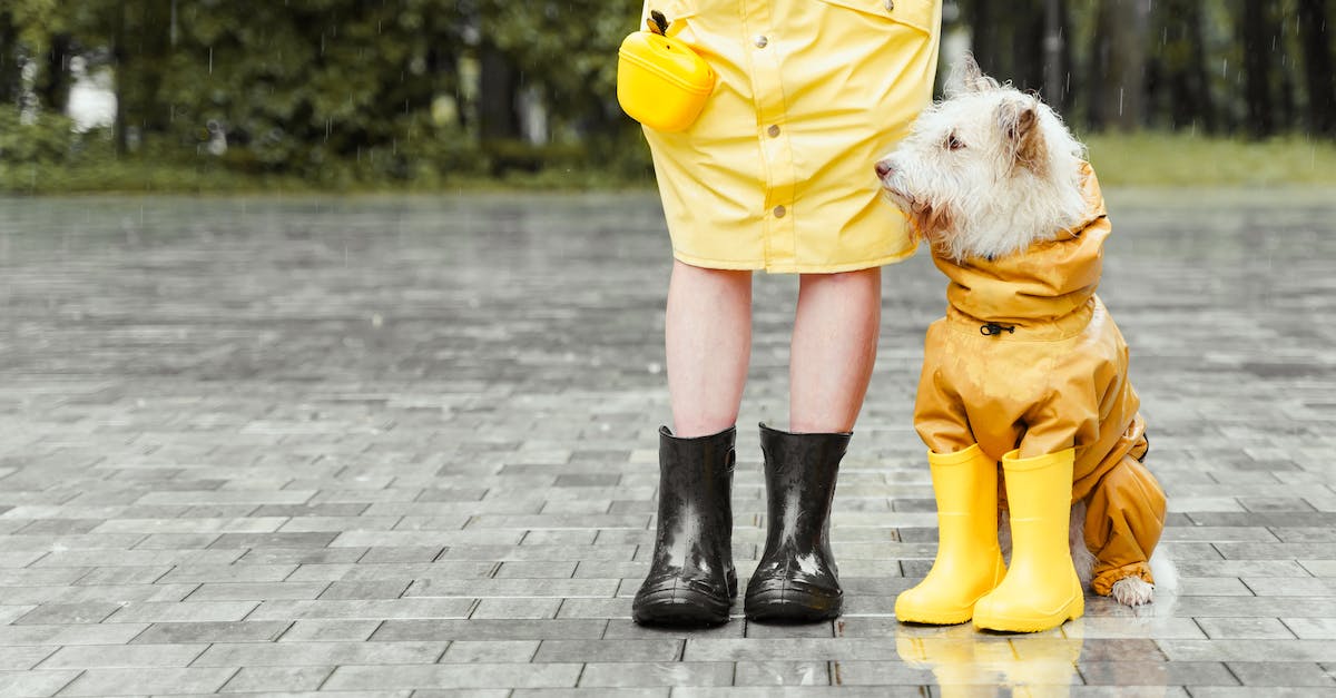 Técnicas infalíveis para ajudar seu cão a superar o medo de chuva: dicas de especialistas e histórias de sucesso!