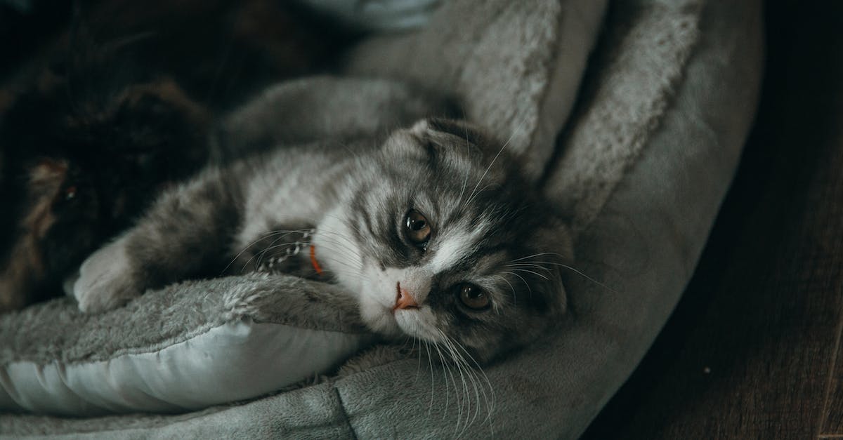 8 dicas para tornar o apartamento um parque de diversões felino: Como proporcionar enriquecimento ambiental para gatos em apartamentos.