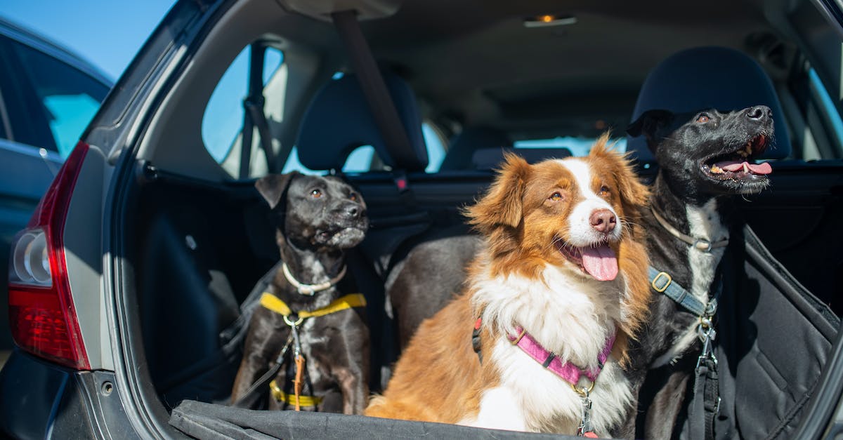 9 dicas infalíveis para ajudar seu cão a superar o medo de carros!