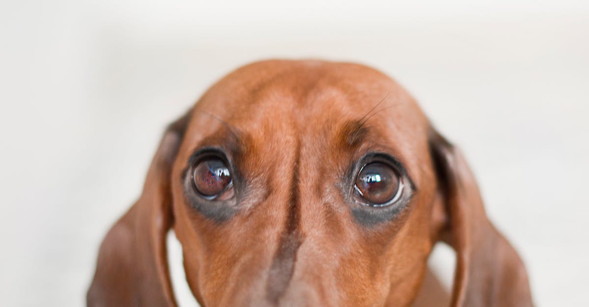 Descubra as 8 raças de cães com as maiores e mais impressionantes orelhas!